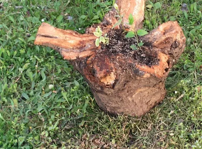 Semesterbostad Maria *